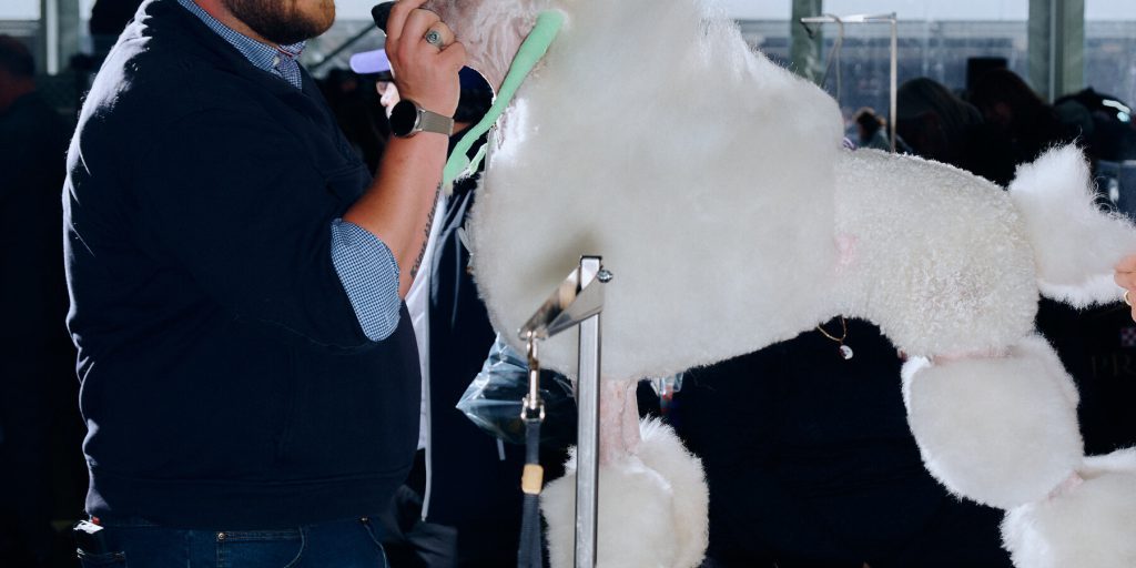 Come gestire i costi elevati del grooming per i tuoi animali domestici