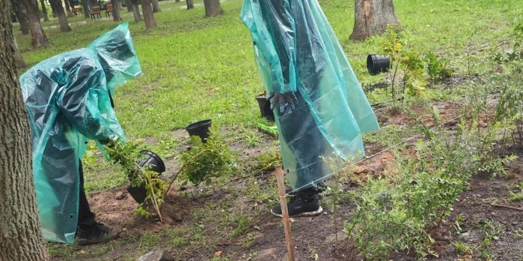 Riprende il progetto "Quadro Verde" a Vologda: miglioramento dell'ambiente urbano e creazione di spazi verdi per i cittadini