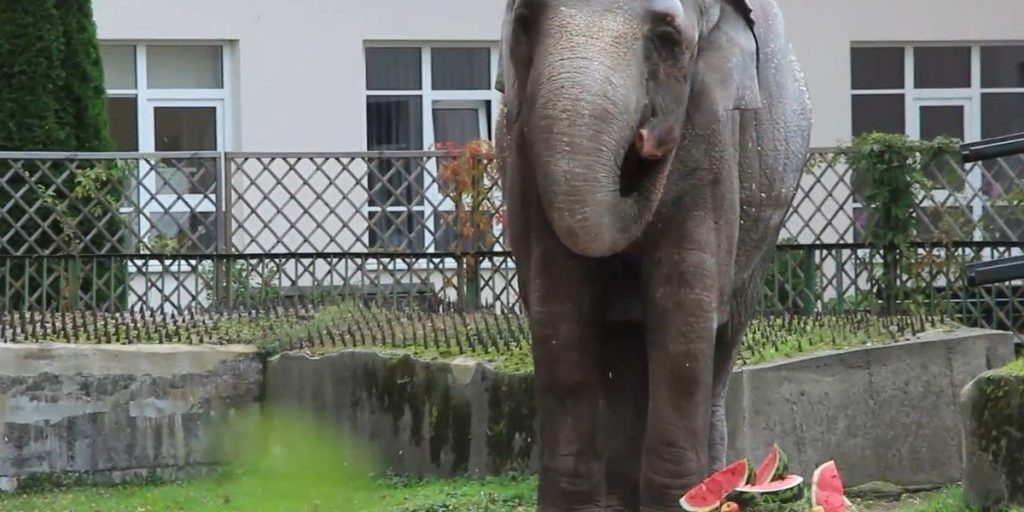 В Калининградском зоопарке слониха отметила 55-й день рождения