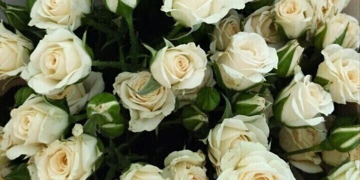 Vladimir Putin premia nove cittadini di Belgorod con onorificenze statali russe