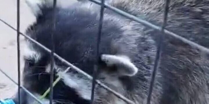 В фотоловушку Рдейского заповедника попал барсук, которого укусила блоха