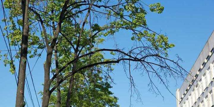 В Челябинской области создают «Черную книгу растений»