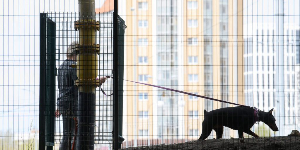 Proposta di divieto per alcune razze di cani in Russia: sicurezza pubblica vs libertà individuale