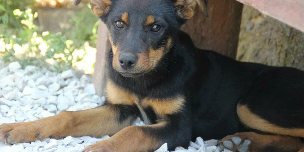 Cani randagi attaccano nuovamente nel complesso residenziale Fontane a Krasnodar: una questione di sicurezza e benessere pubblico