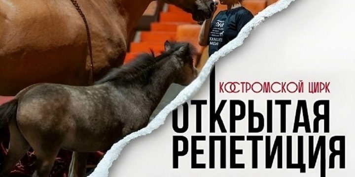 Что там, за кулисами: костромичи смогут побывать в цирке на открытой репетиции