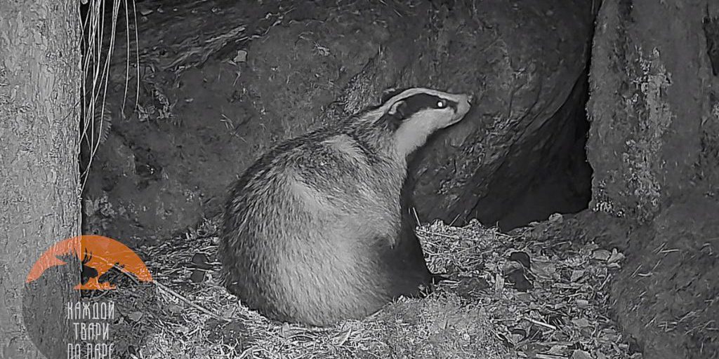 В Ленобласти барсучиха привела себя в порядок после ночной уборки