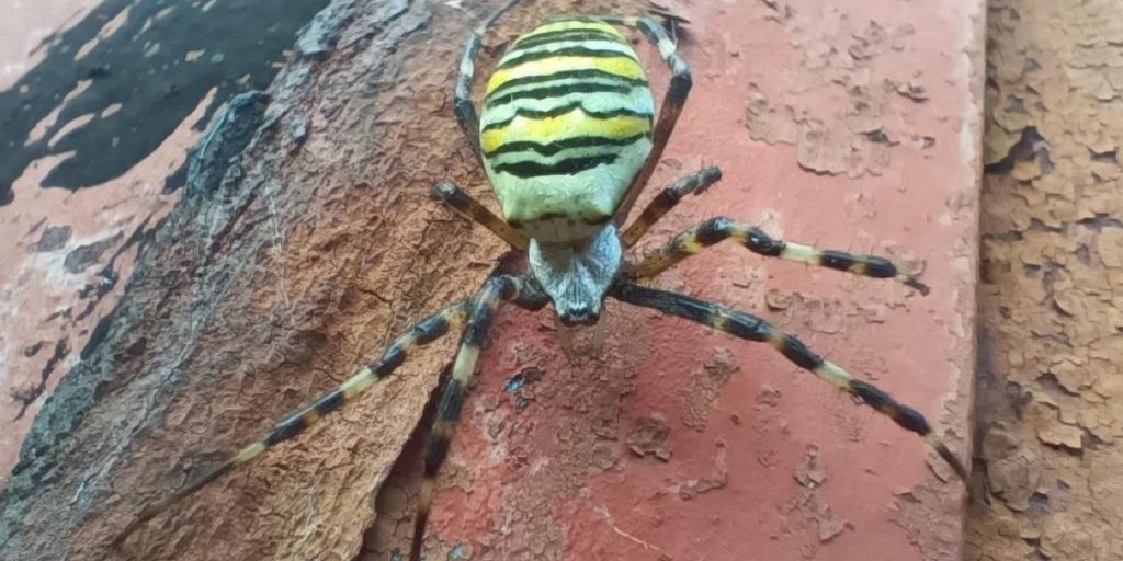 "Ragno velenoso nel giardino di Sapožok: possibile vedova nera in zona, come proteggersi"