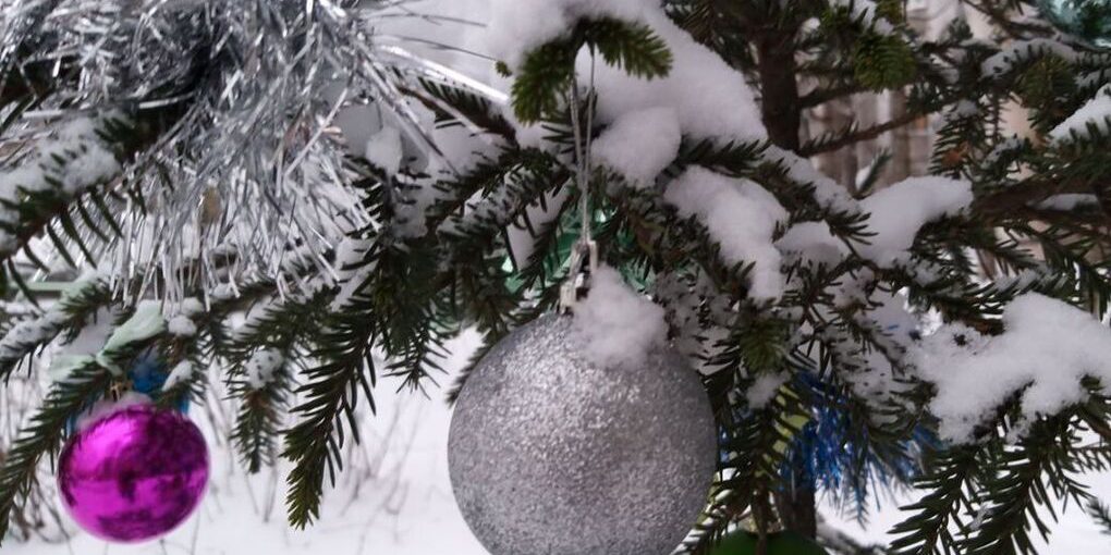 Хвойная стала Родиной новогодней ели