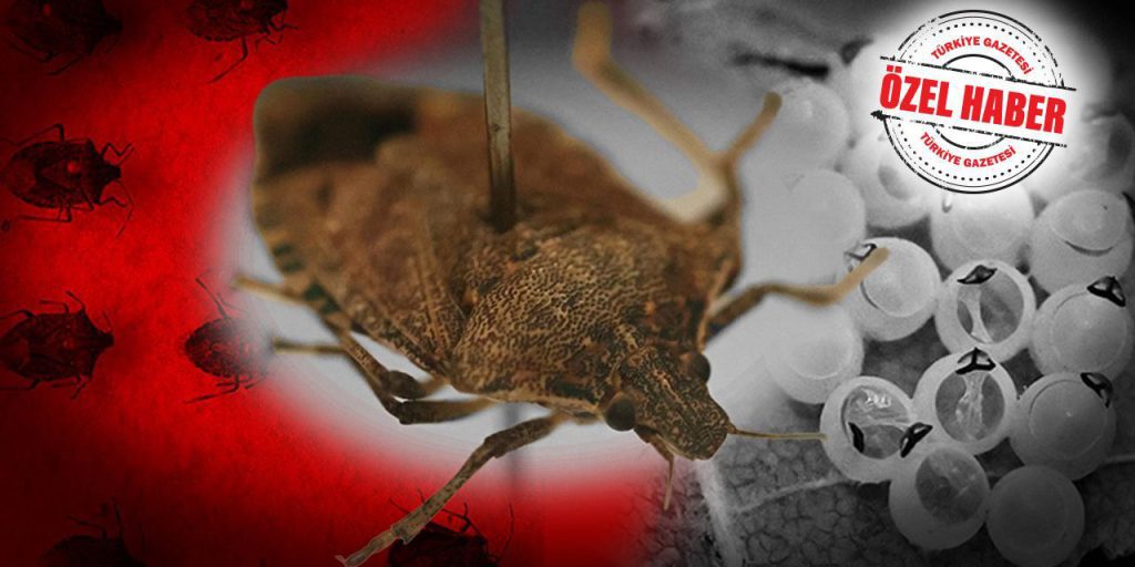 La minaccia del kahverengi kokarca böceği per la produzione di frutta secca in Turchia: cause, conseguenze e soluzioni