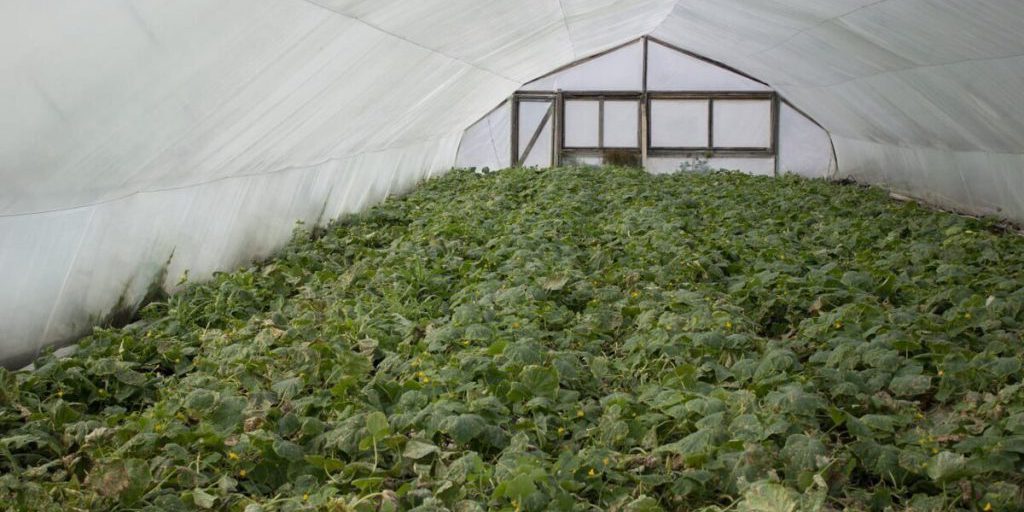 Preparazione del Terreno in Autunno: I Segreti per un Ricco Raccolto nella Prossima Stagione