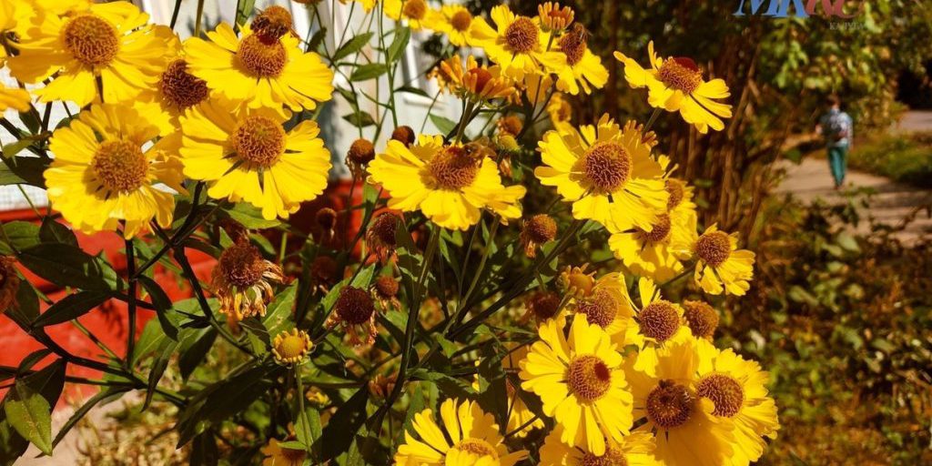 Kaluga Si Rinnova Con 5054 Nuove Piante Per Un Futuro Più Verde E Sostenibile