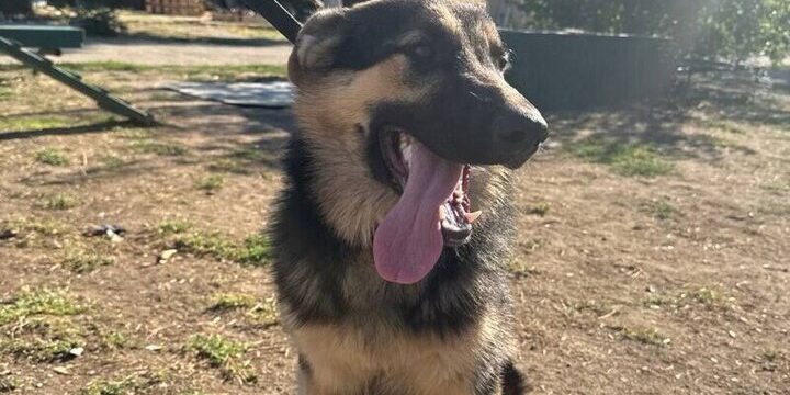 Convoglio Umanitario di 6 Tonnellate Partito da Essentuki per Sostenere Combattenti in Operazione Militare Speciale