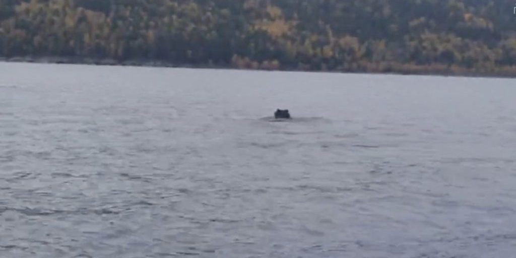 Медведь совершил заплыв через Чивыркуйский залив на Байкале