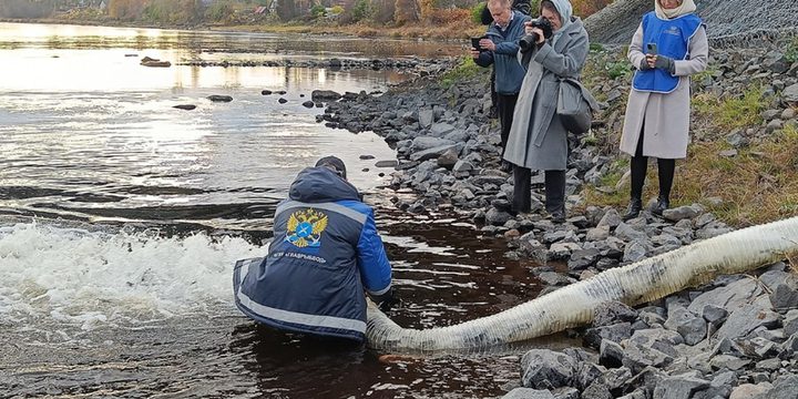 В реку Шуя было выпущено 23 тысячи  мальков онежского лосося: на несколько тысяч штук больше, чем планировалось