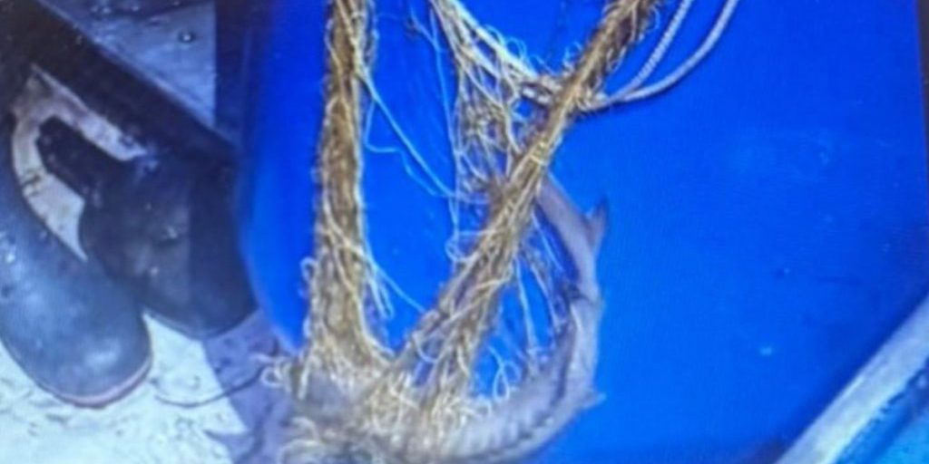 Bracconaggio nella regione di Oktjabr'skij: le autorità russe fermato un caso di pesca illegale di storioni protetti