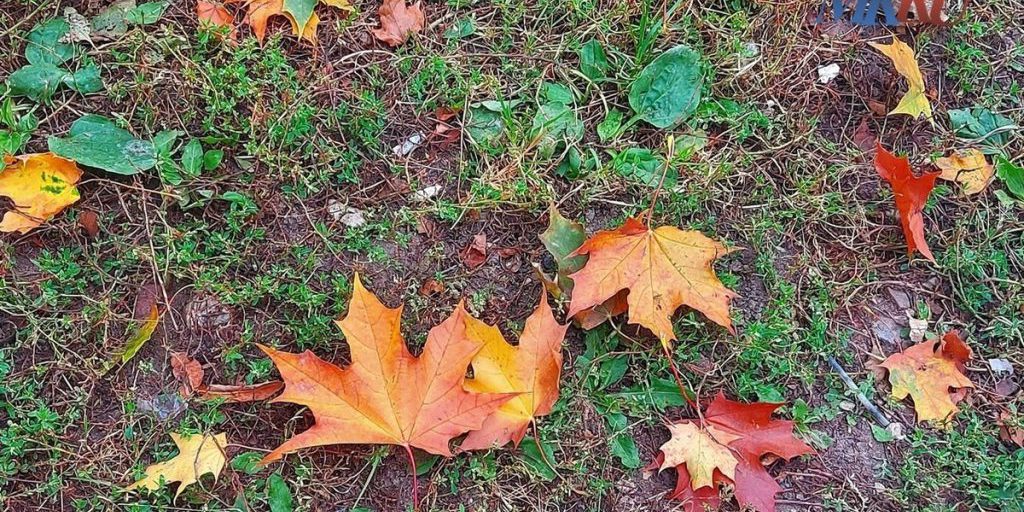Понедельник в Калуге выдастся дождливым