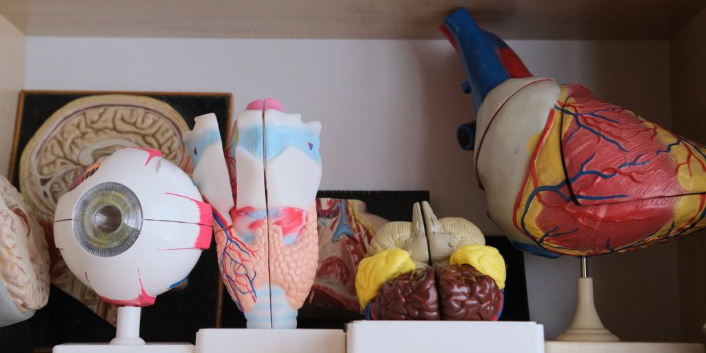 Nanoplastici e Cervello: Una Nuova Scoperta Svela l'Impatto dei Materiali Plastici sulla Salute Umana