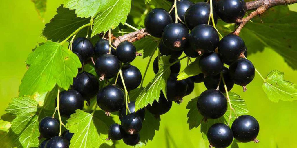 Primo raccolto di ribes nero nella regione di Vladimir: un passo avanti per l'agricoltura locale