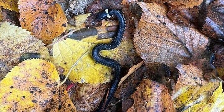 Змеи в Подмосковье впали в коллективный анабиоз