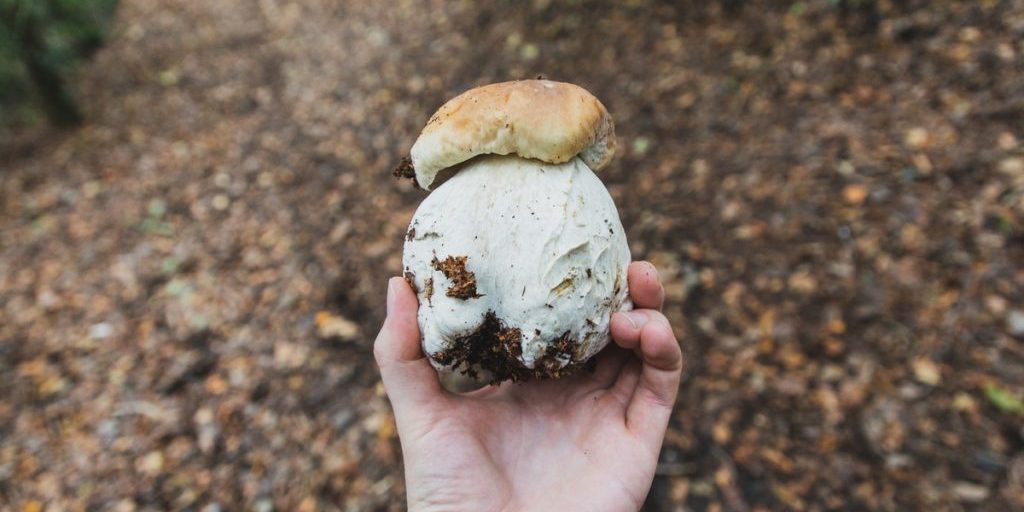 МЧС опубликовало памятку для грибников