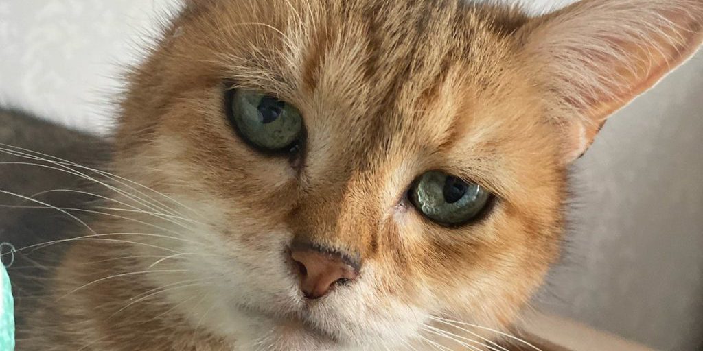 Калужанам перечислили инфекции, передающиеся четвероногими