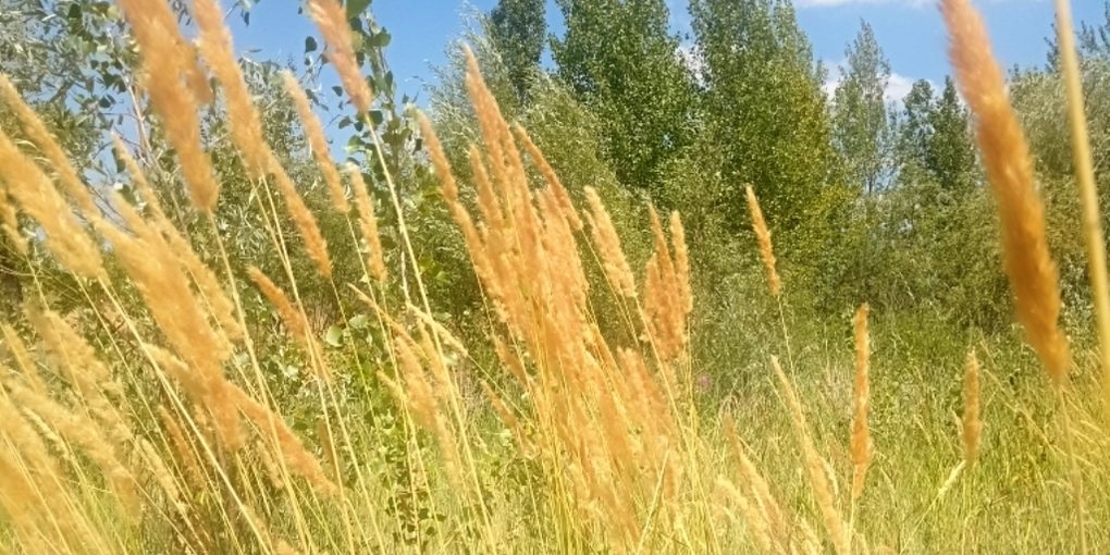 "Tempeste geomagnetiche: cosa sono e come influenzano la Terra e l'uomo"