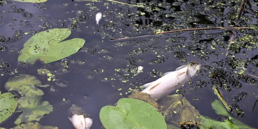 Impresa Comunale della Mordovia Condannata per Inquinamento del Fiume Bitjug