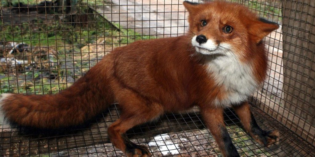 Carantino per la rabbia in Russia: misure di prevenzione e controllo nella regione di Čeljabinsk