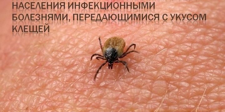 Allarme zecca nella regione di Orël: quasi 3000 abitanti colpiti da morsi e gravi rischi per la salute pubblica