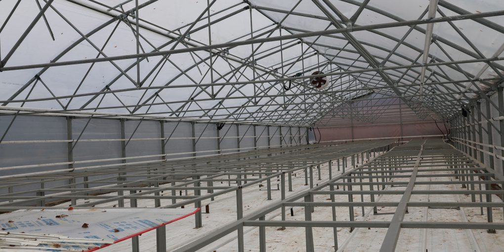 Новая теплица для цветов открывается во Владимире: что будут выращивать