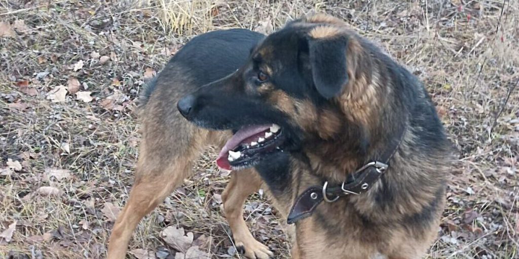 La Perdita dei Denti nei Pet: Cause, Conseguenze e Prevenzione per una Salute Orale Migliore