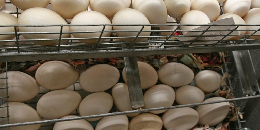 В АКРА объяснили, почему в России существенно подешевели яйца