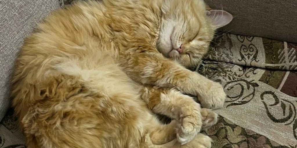 В Ростовской области из-за бешенства у кота ввели карантин