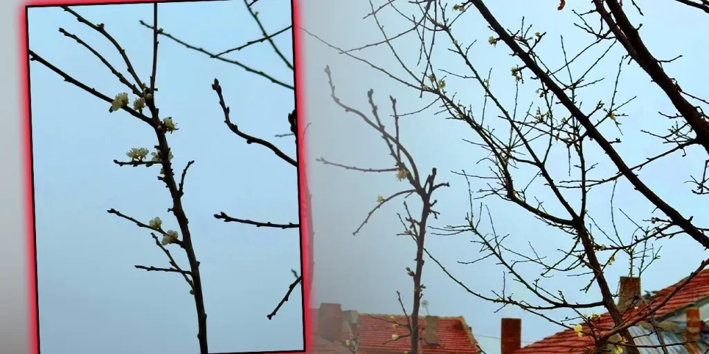 Fichi d'India di Eskişehir fioriscono a dicembre: rischio di resa ridotta per il gelo