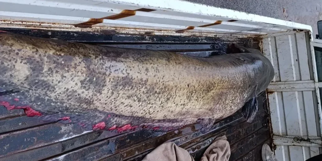 Pesce di 65 kg catturato a Iznik: quattro persone caricano con difficoltà il pesce gigante