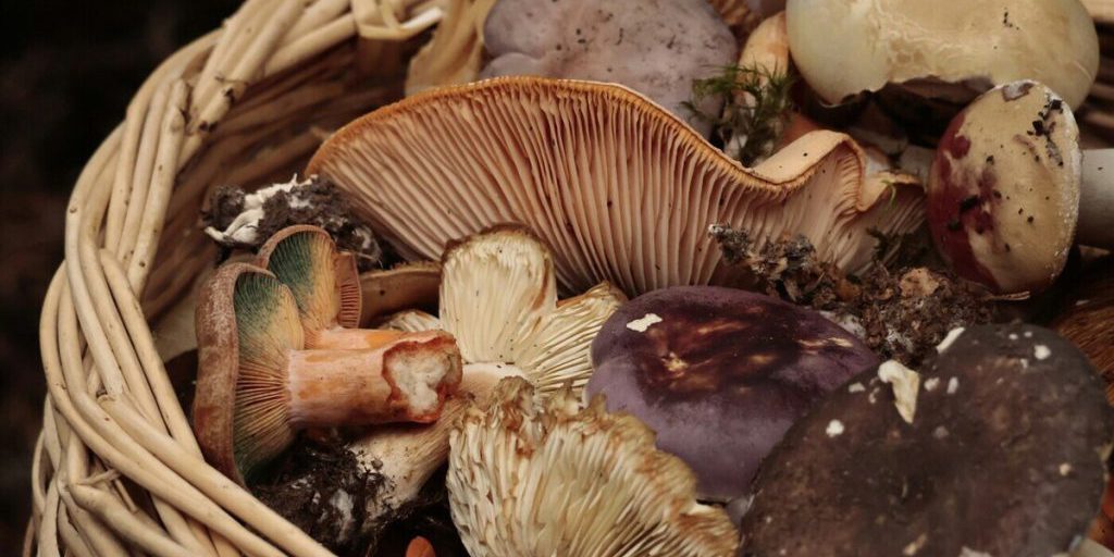 "Участковый спас gribnikov: il servizio di soccorso per i cercatori di funghi nella regione di Voronezh"