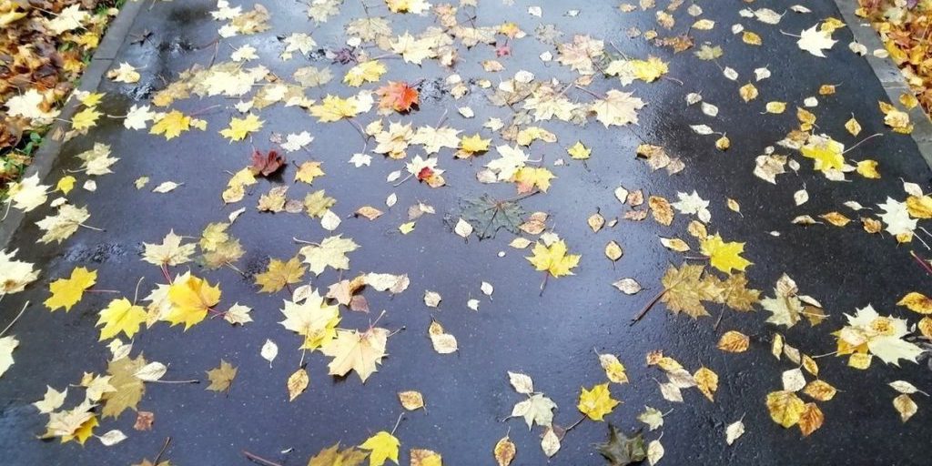 Теплая осенняя погода сохранится в Вологодской области на выходные