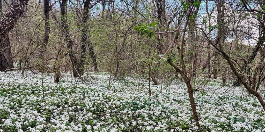 Глава Ставрополя поздравил работников леса с профессиональным праздником