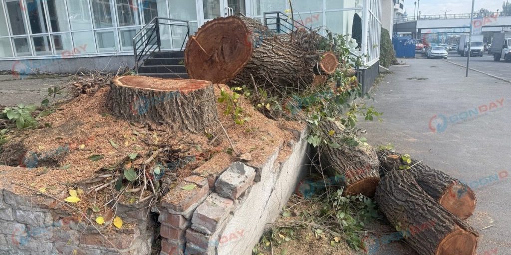 Allarme ambientale a Rostov: la comunità protesta per l'abbattimento degli alberi sulla strada Beregovaya