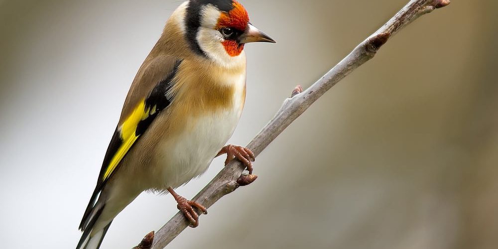 Andalusia: studio sulla cattura di uccelli cantori per il silvestrismo genera polemiche