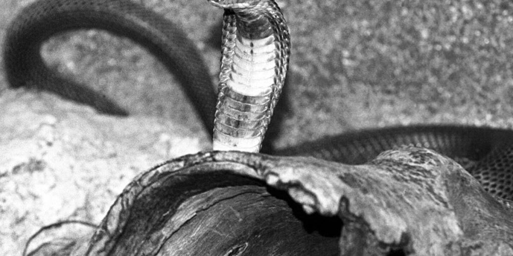 Мужчина погиб после укуса за гениталии