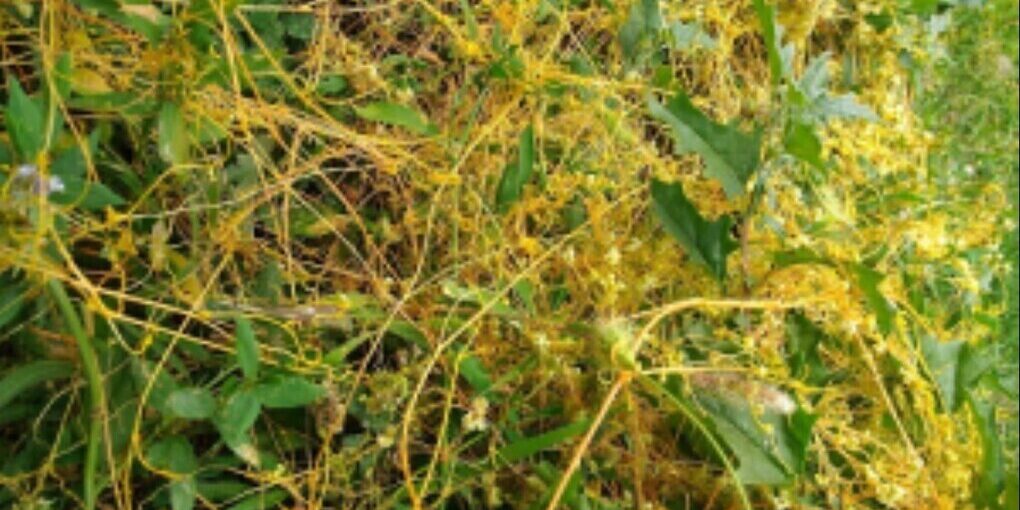 Карантинную фитосанитарную зону по повилике установили в Болховском районе Орловской области