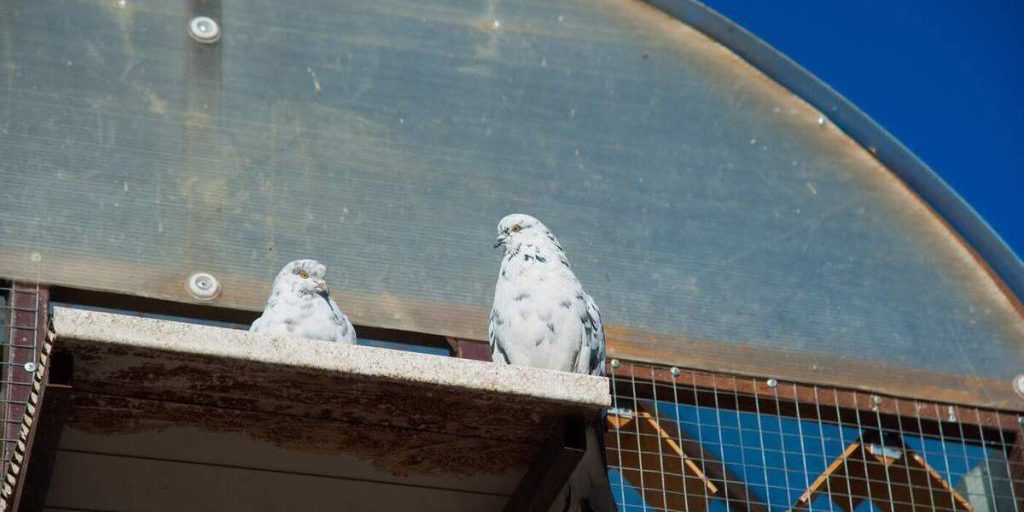 Спасенные в Волгограде белые голубы переедут в астраханский храм