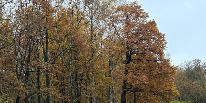 Previsioni meteo eccezionali per Krasnojarsk: sabato 25 ottobre sarà caratterizzato da tempo insolitamente caldo e soleggiato