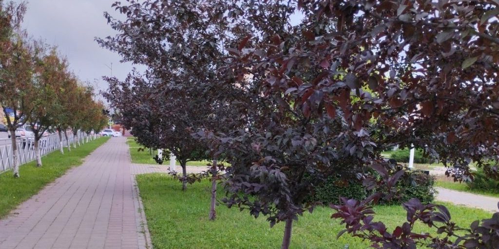 Свыше 40 тысяч деревьев пополнят флору ЛНР в рамках международной акции