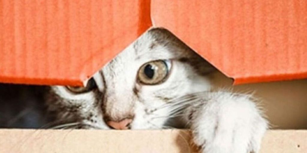 Калужанам рассказали, чем опасен картон для кошек