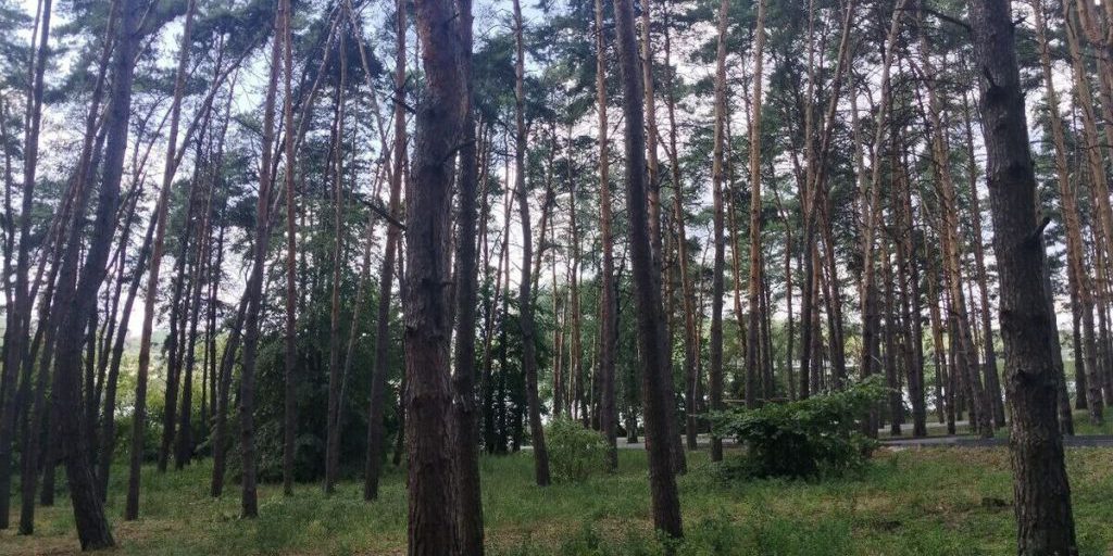 Пятница в Белгородской области пройдет без осадков