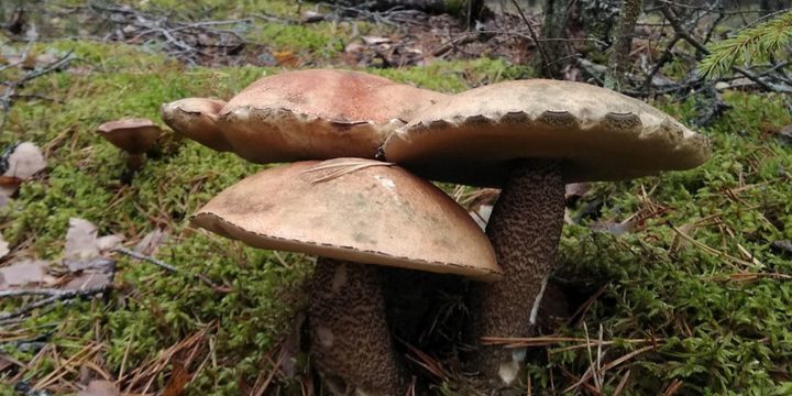 Festa dei Funghi e delle Bacche a Murmansk: Una Celebrazione della Natura Russa