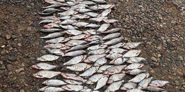 Uomo arrestato per pesca illegale di massa in Russia: quasi 2000 pesci pescati illegalmente nel fiume Mologa