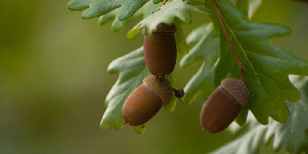 Raccolta di ghiande nella regione di Lipeck: 3,5 tonnellate raccolte nonostante la scarsità di raccolto